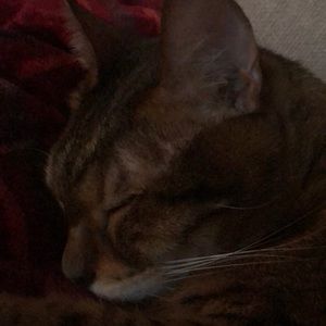 Meet your Posher, Virginia